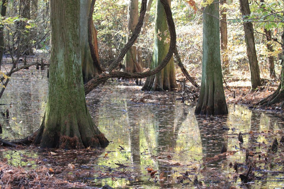 Bald cypress trees standing in still water