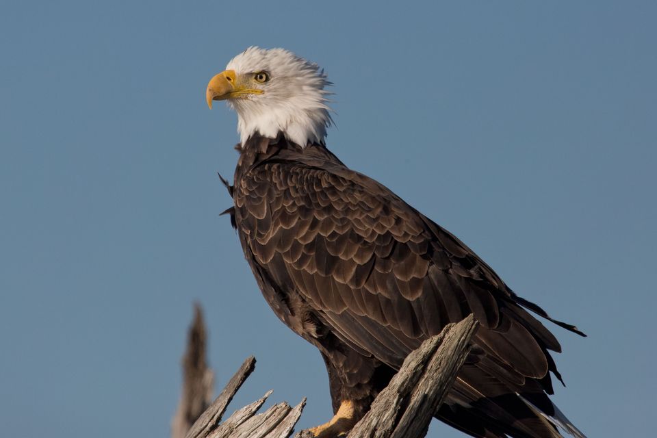 Bald eagle perched on a branch
