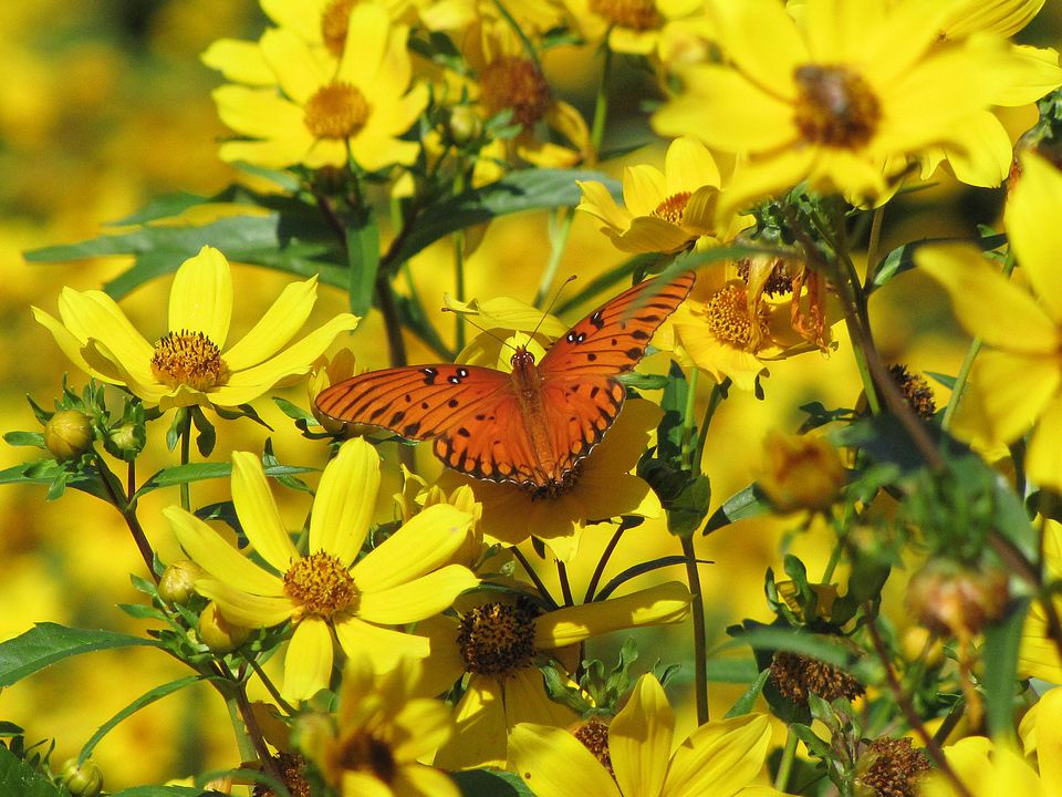 Gulf fritillary butterfly on yellow wildflowers