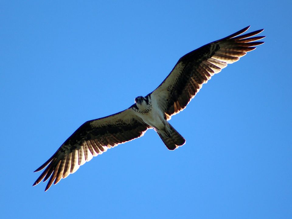 Osprey in flight against a blue sky